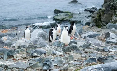 Scădere alarmantă înregistrată de cea mai mare colonie de pinguini din lume. Care este cauza?