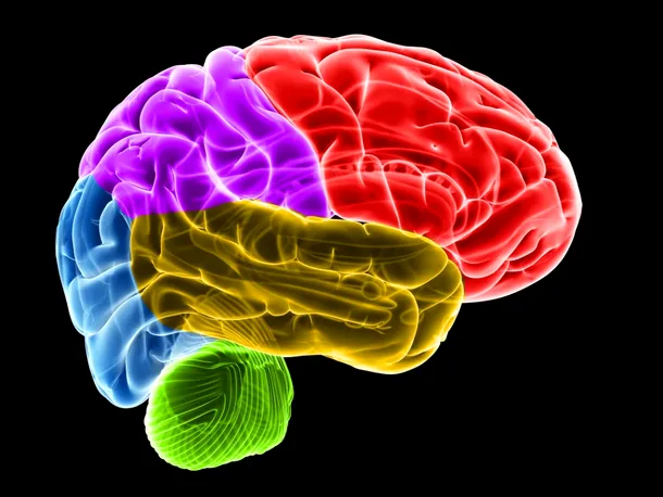 Între creierele bărbaţilor şi cele ale femeilor există diferenţe sub aspectul conexiunilor între diferite regiuni cerebrale. 