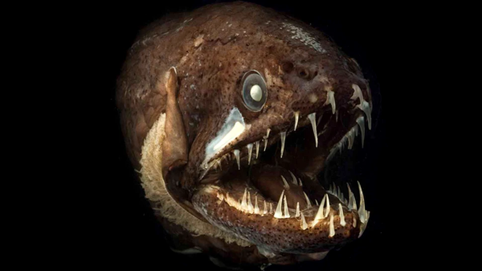 Anul 2010 in imagini (FOTO)