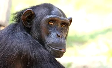 Filmat pentru prima dată: cercetătorii au fost martorii unui comportament uimitor al cimpanzeilor (VIDEO)