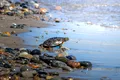 Poluarea cu plastic, capcană evolutivă pentru țestoasele marine