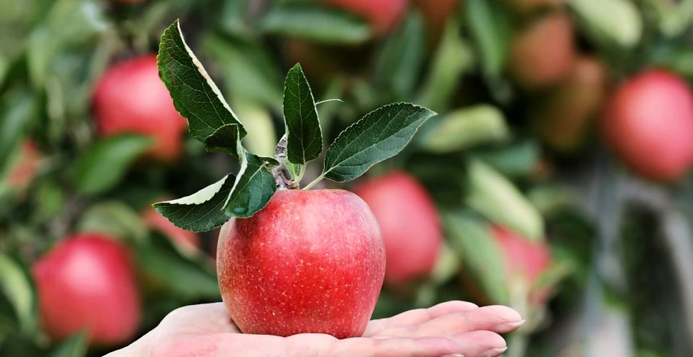Beneficii, riscuri şi istoria consumului de mere