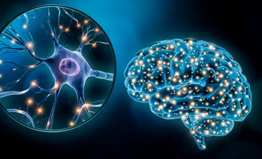 Oamenii de știință au descoperit un circuit cerebral ascuns care rescrie vederea