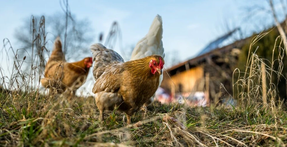 Găinile hrănite cu resturi de mere ar putea fi mai sănătoase
