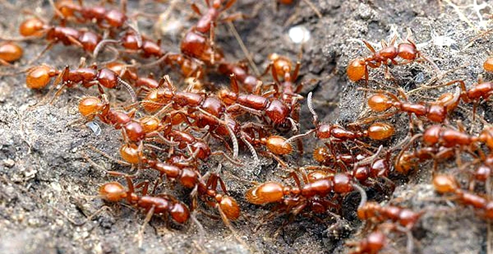 Adevărul despre furnici: până la 60% dintre ele sunt „leneşe” şi nu fac nimic