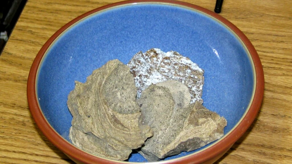 „Aur plutitor” în valoare de 500.000 de dolari, găsit într-o balenă moartă