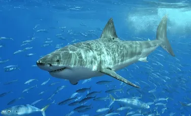 Cum demonstrează rechinii albi că genele lor sunt potrivite pentru urmaşi?