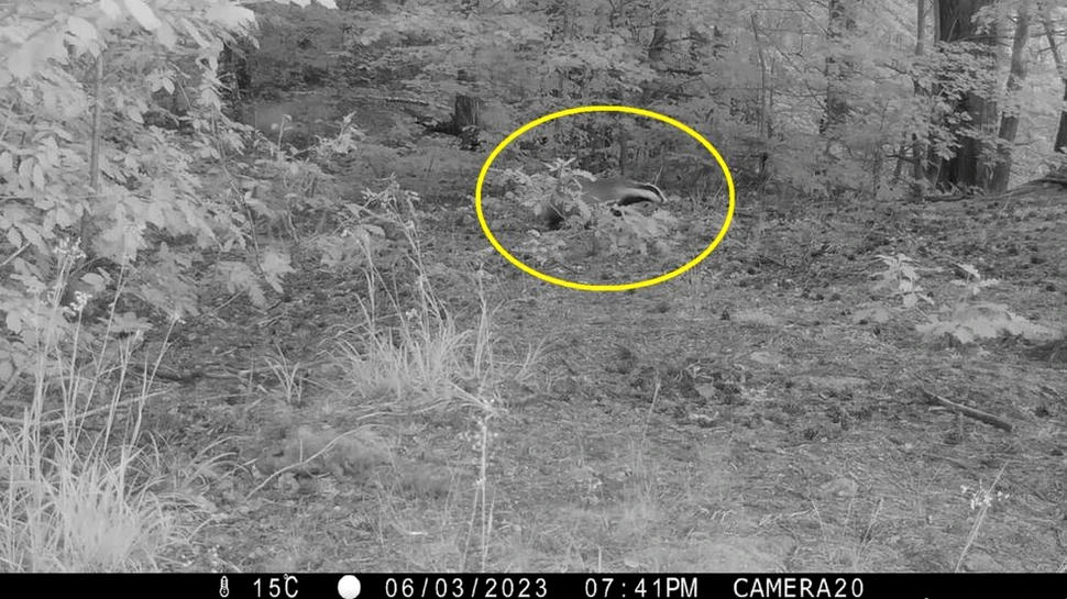 Imagini inedite cu „parada nocturnă a bursucilor” în Parcul Natural Punta Vrancea