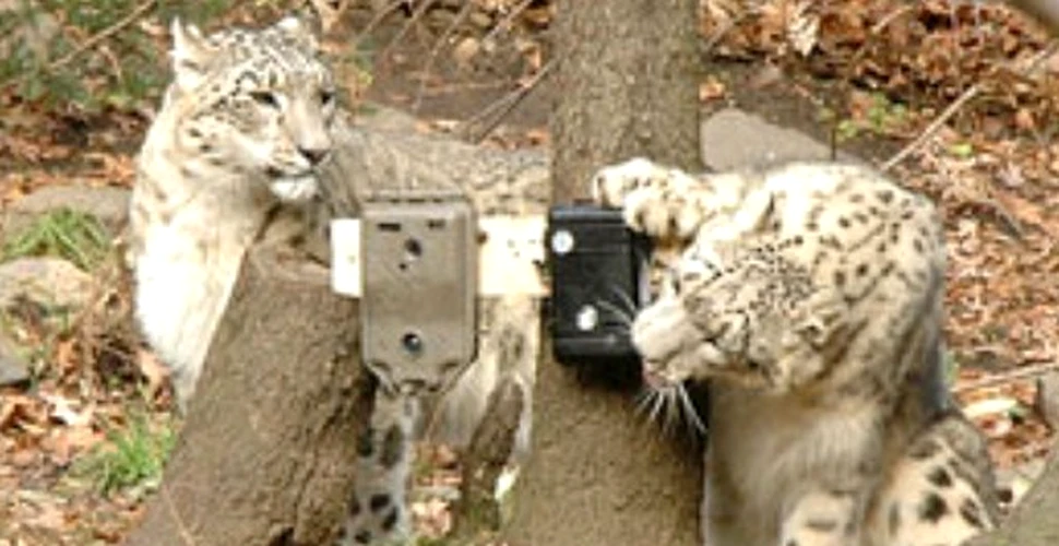 Animale rare fotografiate cu camera-trap (FOTO)
