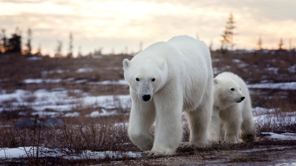 Urșii din „capitala mondială a urșilor polari” riscă să moară de foame