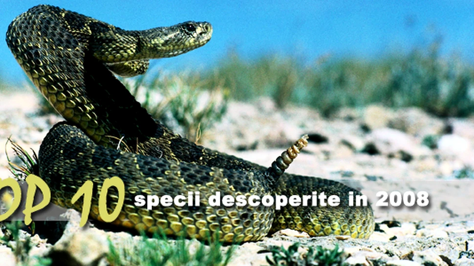 Top 10 specii descoperite in 2008