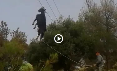 Operaţiune de salvare a unui ţap, suspendat de un cablu electric, filmată în Grecia – VIDEO
