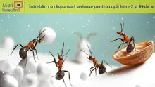 Ce fac insectele iarna?