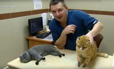 O pisică a rămas fără cele 4 lăbuţe din cauza degerăturilor, dar a fost pusă repede pe picioare de câţiva veterinari inventivi
