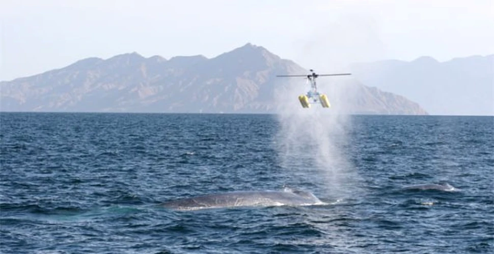 Elicopterele vor colecta respiratia balenelor