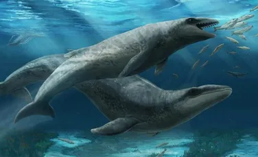 Simpatică, dar fioroasă: O nouă specie de balenă, veche de 25 de milioane de ani