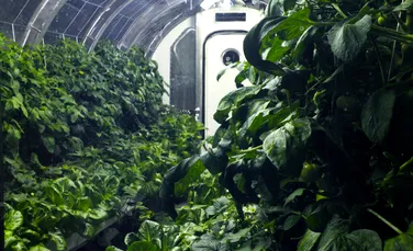 Cannabis pe ISS. Ce plante vor crește în viitoarea seră de la bordul stației spațiale?