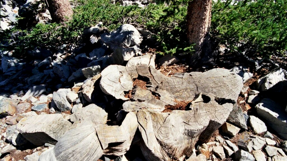 Copacul Prometeu, vechi de 4.900 de ani, a fost cândva cel mai bătrân din lume. Ce soartă a avut?