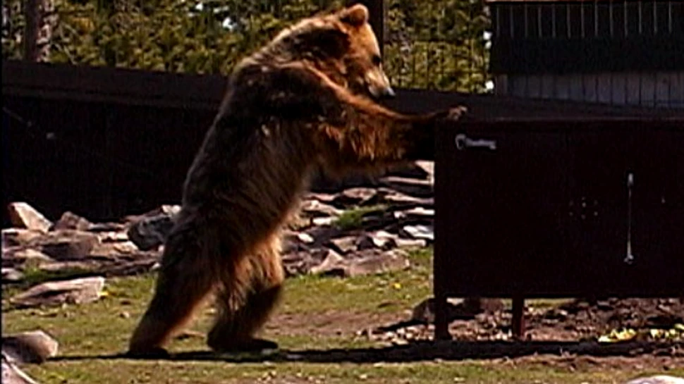 Vreti sa distrugeti masini? Angajati echipa ursilor huligani! (VIDEO)