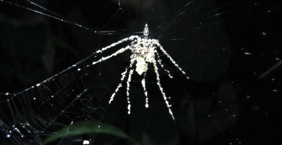 Animale incredibile: un păianjen creează „sperietori” care arată… ca nişte păianjeni!