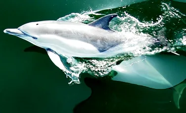 Eveniment nemaiîntâlnit: 10 delfini s-au străduit să salveze un prieten