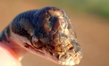 Un şarpe mutant, cu trei ochi funcţionali, descoperit în Australia – FOTO