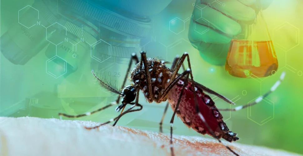 Argentina trece prin cel mai grav sezon de febra dengue din istorie