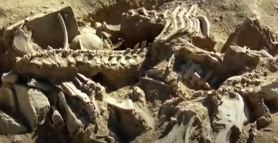 A fost descoperit mormântul unui rege urartian îngropat cu patru cai