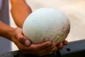 Test de cultură generală. Care pasăre face cele mai mari ouă din lume?