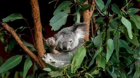 Măsură inedită luată de administratorii unei rezervații pentru koala. De ce a fost nevoie de aceasta?