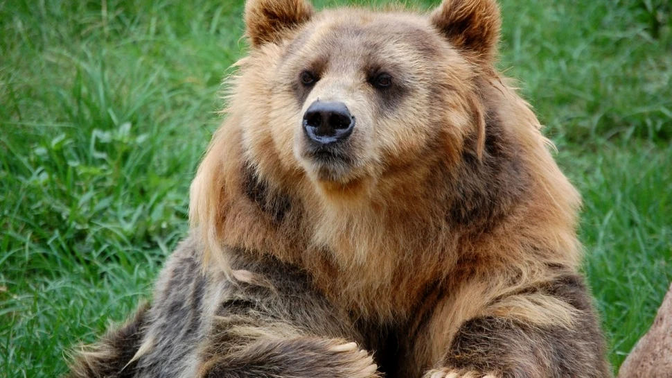 Un urs a mâncat un porc de 150 de kilograme dintr-o gospodărie din Buzău