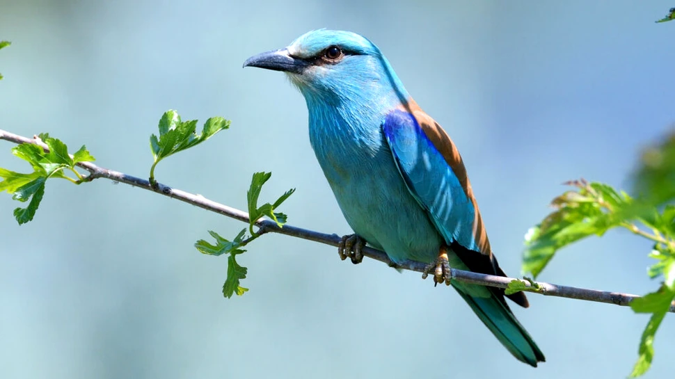 100 de cuiburi artificiale pentru dumbrăvence au fost amplasate în Delta Dunării
