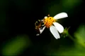 CE a cerut limitarea folosirii unui pesticid nociv pentru insectele polenizatoare
