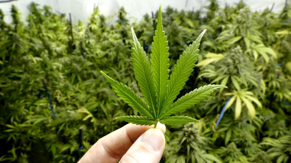 Ministrul Sănătăţii consideră că legalizarea canabisului ar fi ”un lucru bun”