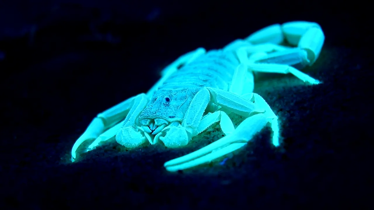 1-scorpion 