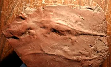 Soparla din Paleozoic, descoperita in estul Pennsylvaniei!