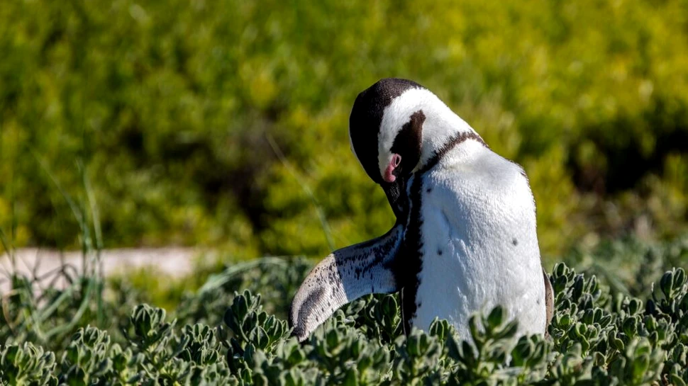 Pinguinii mor de foame pe coasta Africii de Sud. Populațiile au scăzut cu 95% în doar 8 ani!