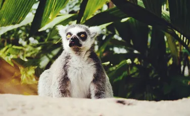 Fără fecalele lemurienilor, pădurile din Madagascar riscă să fie schimbate dramatic