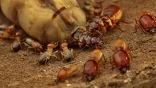 Cercetătorii au aflat cum le-a ajutat pe reginele termite pierderea de gene