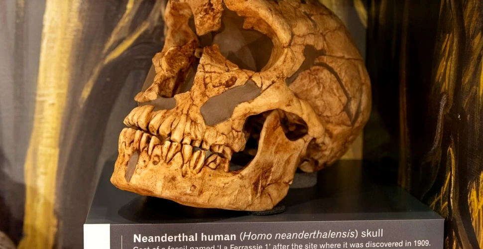 Omul din La Ferrassie, unul dintre cei mai faimoși neanderthalieni din lume