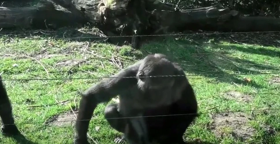 Gorila ”ninja” trece printr-un gard electric fără a se curenta – VIDEO
