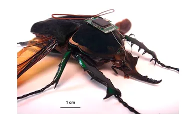 Armata americană a conceput gândaci-cyborg dotaţi cu baterii (FOTO)
