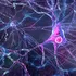 Țesut cerebral uman a fost transplantat la șoareci. Experimentul, condus de un român