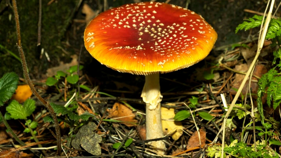 Au consumat ciuperci halucinogene, iar apoi au trebuit să fie salvați de salvamontiști