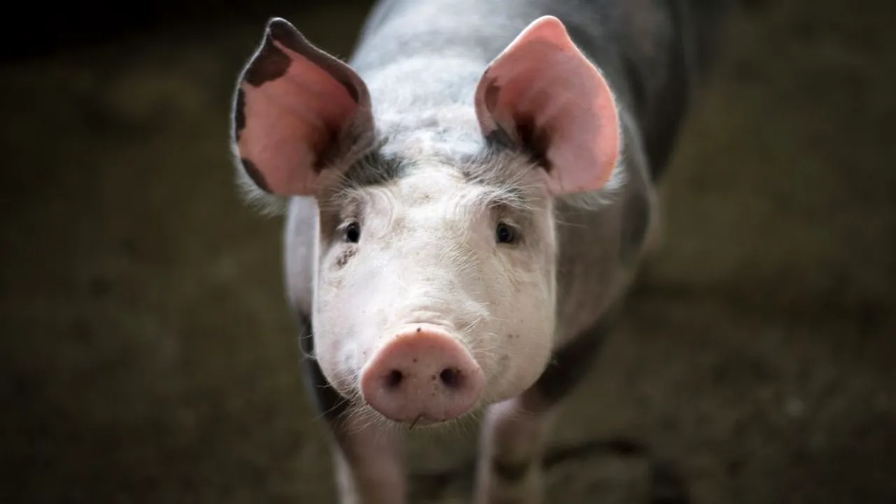 1-porc-pixabay-descopera 