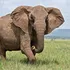 Locurile pe care elefanții le evită mai mult decât oricare alt animal