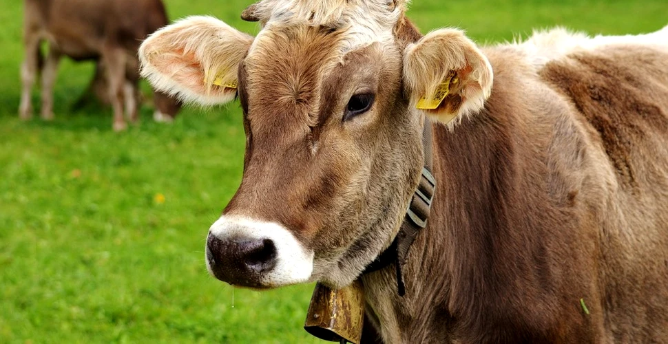 Răzbunarea vacii: un măcelar a fost lovit cu piciorul în faţă de o vacă moartă