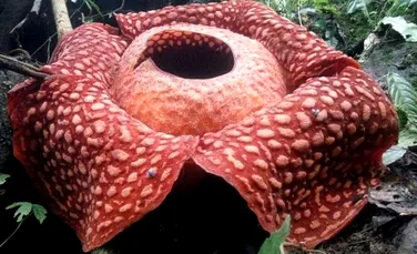 Cea mai mare ”floare-monstru” se află în Indonezia – FOTO