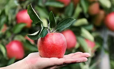 Beneficii, riscuri şi istoria consumului de mere