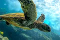 Zeci de broaște țestoase, găsite înjunghiate în gât pe o plajă din Japonia